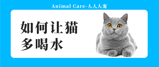 如何讓貓多喝水