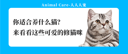你適合養(yǎng)什么貓？來看看這些可愛的修貓咪