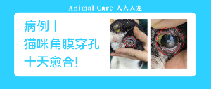 貓眼救星，SentrX閃粹助力貓咪角膜穿孔快速愈合！