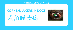 Corneal ulcers in dogs 犬角膜潰瘍